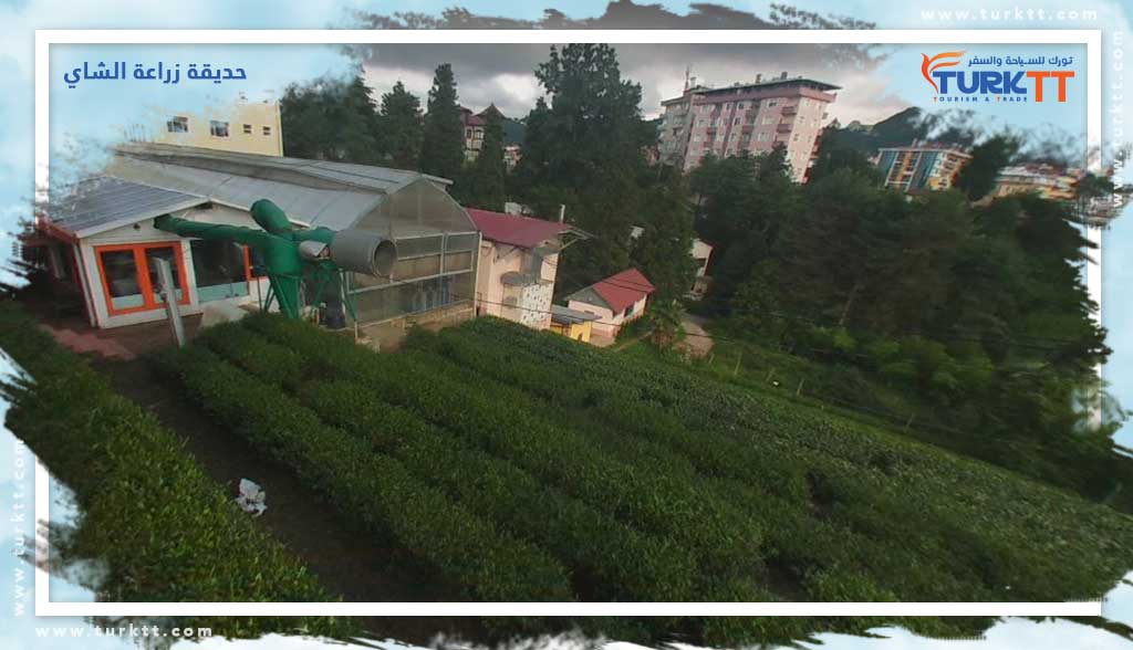 حديقة زراعة الشاي