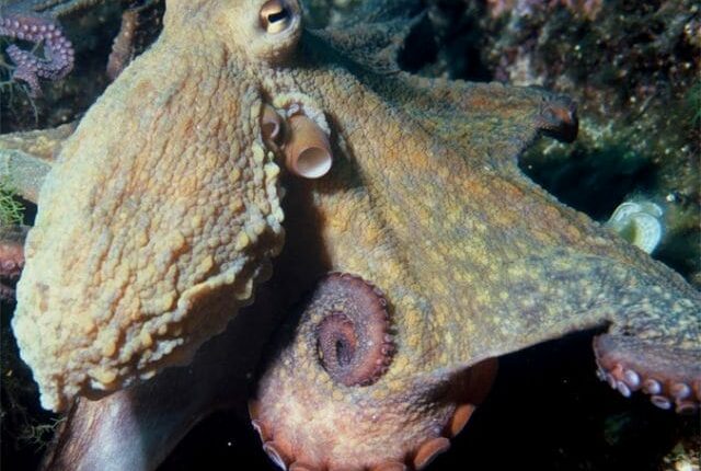  صور الاكواريوم 