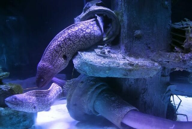  صور الاكواريوم 