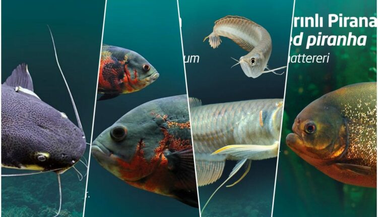 حديقة حيوانات بورصة الاسماك