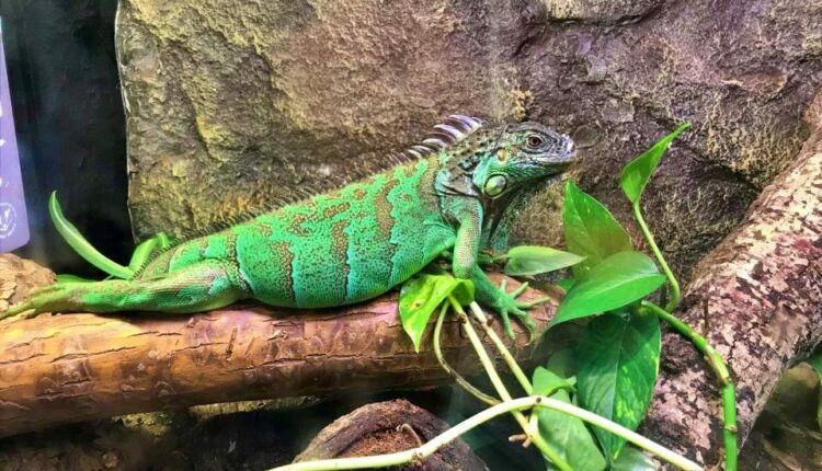 اسكي شهير حديقة حيوان الحرباء