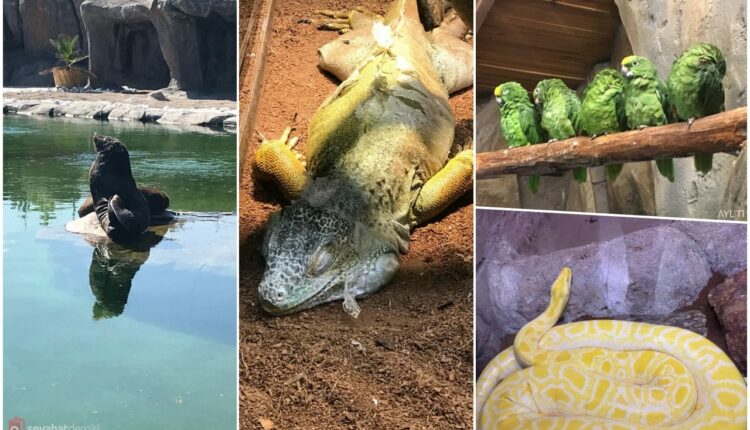 حديقة حيوان إسكيشير ماذا يوجد بداخلها