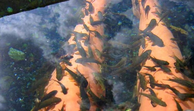 Kangal Balıklı Kaplıcası