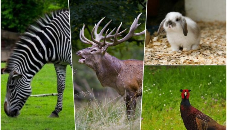 حديقة حيوان بولونيزكوي