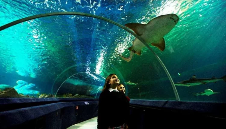 نفق Bayrampaşa Sea Life Aquarium Ocean