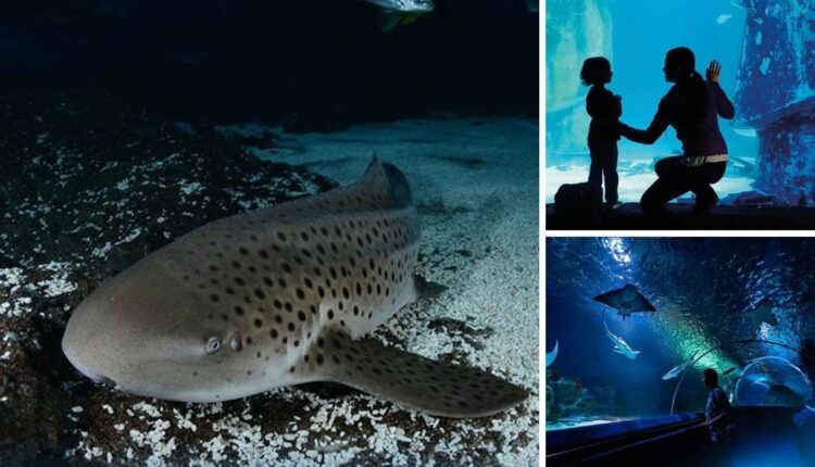 Bayrampaşa Sea Life Akvaryum