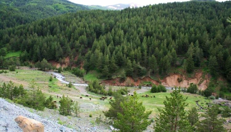 KoyunKaya Mesire Yeri