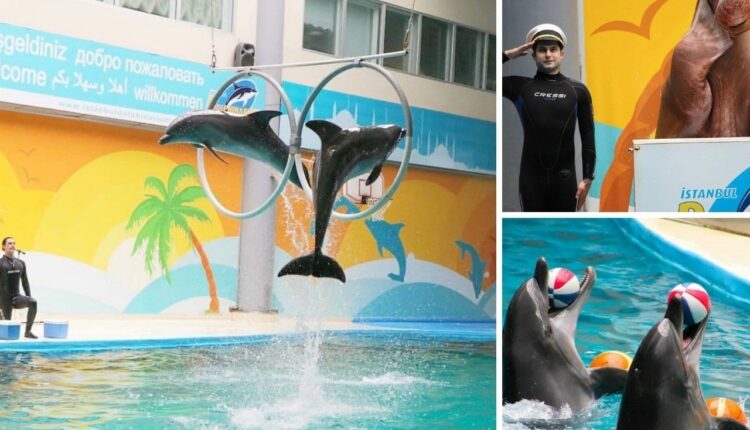 İstanbul Dolphinarium