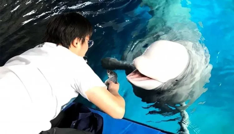 تغذية أسماك حوض السمك في Bayrampaşa Sea Life