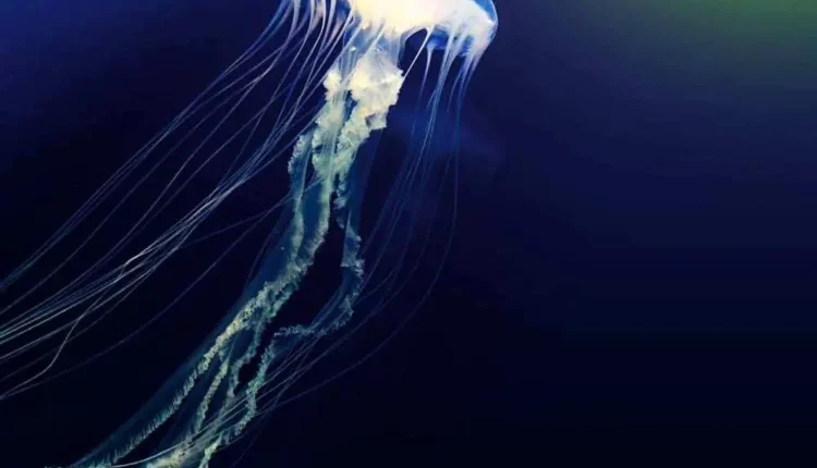 Bayrampaşa Sea Life Aquarium قنديل البحر