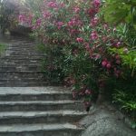 صور الحديقة