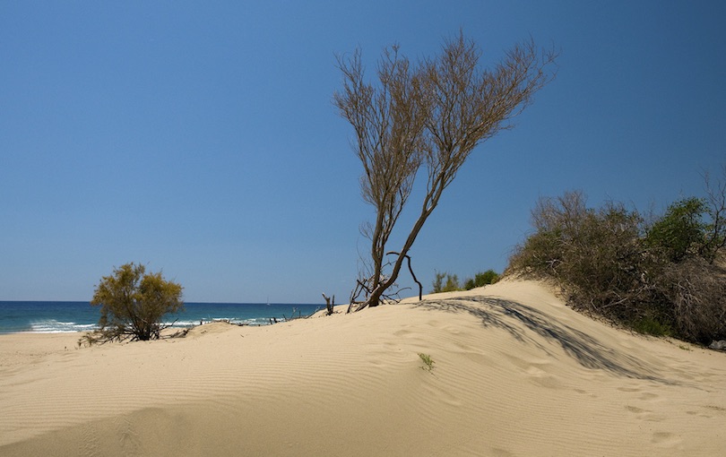 باتارا Beachtomkellyphoto / فليكر