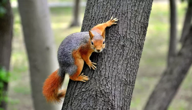 حديقة يلدز في بشكتاش