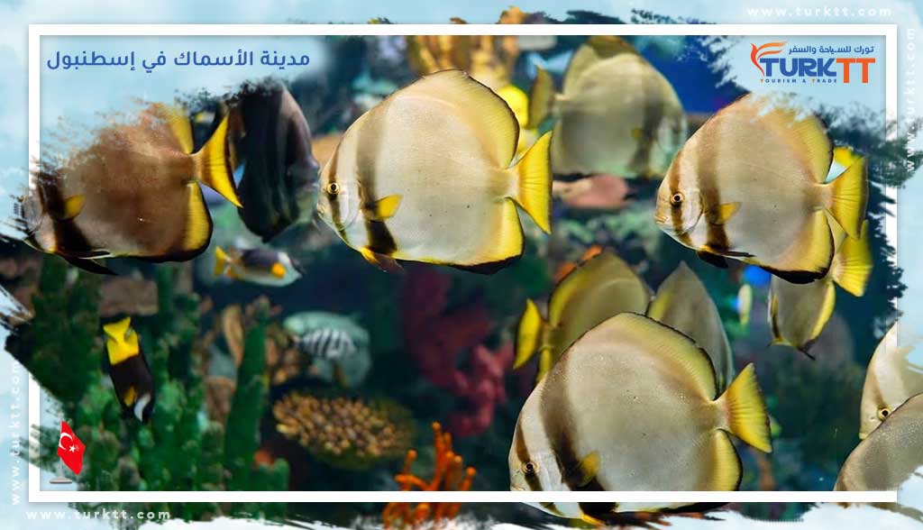 Read more about the article مدينة الأسماك في إسطنبول<span class="rmp-archive-results-widget rmp-archive-results-widget--not-rated"><i class=" rmp-icon rmp-icon--ratings rmp-icon--star "></i><i class=" rmp-icon rmp-icon--ratings rmp-icon--star "></i><i class=" rmp-icon rmp-icon--ratings rmp-icon--star "></i><i class=" rmp-icon rmp-icon--ratings rmp-icon--star "></i><i class=" rmp-icon rmp-icon--ratings rmp-icon--star "></i> <span>0 (0)</span></span>
