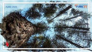 Read more about the article غابات بلغراد إسطنبول