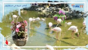 Read more about the article غيّر يومك وابحث عن أماكن غريبة في اسطنبول