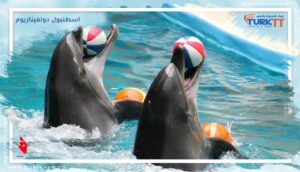 Read more about the article المنتزه المائي مذهل: اسطنبول دولفيناريوم