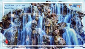 Read more about the article لماذا سميت المعشوقية بهذا الاسم؟